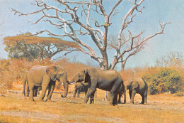 Zimbabwe Rhodesia Elephant Publisher PVT HARARE (Scan R/V) N° 33 \MP7117 - Simbabwe