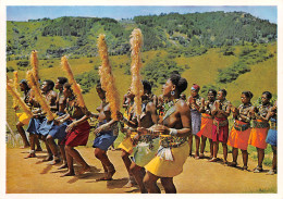 RSA Afrique Du Sud Natal, Gay Zulu Girls Performing A Traditional Dance PTY DURBAN  (Scan R/V) N° 51 \MP7117 - Afrique Du Sud