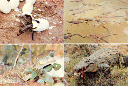 Zimbabwe Rhodesia CROCODILES Hatching Young Resting Swallow Its Meal Publisher PVT HARARE (Scan R/V) N° 34 \MP7117 - Zimbabwe