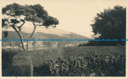 R032522 Old Postcard. Trees And Mountain - Monde