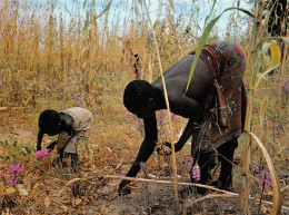 CAMEROUN PLATA Cueillette Des Haricots Chez Les Platas édition Mora Carte Vierge Non Circulé   (Scan R/V) N° 75 \MP7122 - Kameroen