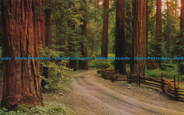 R031742 Redwood Forest. E. F. Clements - Monde