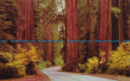R031743 Avenue Of Giants Parkway. California. E. F. Clements - Monde