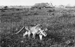 CONGO Brazzaville Une Lionne Prés D'un Village Congolais   éd CartAfricaine (Scan R/V) N° 56 \MP7125 - Brazzaville