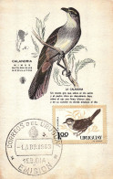 1963 Bird Uruguay FDC Maximum Card Maxi Card Mimus Saturninus Modulator - Sperlingsvögel & Singvögel