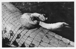 GUINEE Française Phallus D'un Caiman Photo VIALLA TENAILLE Chasseur De Caimans Crocodiles (Scan R/V) N° 8 \MP7132 - Frans Guinee