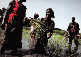 GUINEE Conakry  DACOLMA KAPATCHEZ Repiquage De Jeunes Plants De RIZ Objectif Développement  (Scan R/V) N° 40 \MP7132 - Französisch-Guinea