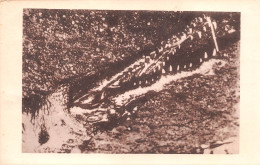 GUINEE Française Benty Gavial Caimans Crocodiles (Scan R/V) N° 13 \MP7132 - Frans Guinee