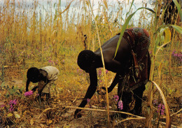 CAMEROUN Mayo Plata Ceuillette Des Haricots Chez Les PLATAS  édition MORA à DOUALA (Scan R/V) N° 52 \MP7170 - Camerun