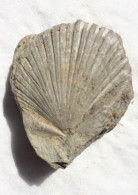 Fossile CARDIUM EDULE LINNAEUS. Mollusque Bivalve 4 Cm - Fossilien