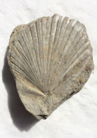 Fossile CARDIUM EDULE LINNAEUS. Mollusque Bivalve 4 Cm - Fossili