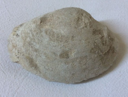 Coquillage Fossile - Clovis 102 Grammes 7,5 Cm X 5 Cm X 2,5 Cm - Fossielen