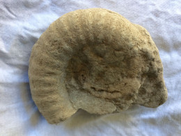 Ammonite 13,5 Cm X 11 Cm épaisseur 4 Cm - Poids 900 Gr - Fósiles