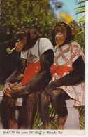 Couple Of Chimpanzees Sitting On A Bench Pipe, Yellow Feather On The Head  Chimpanzés Assis Sur Un Banc Pipe,Plume Jaune - Animales Vestidos