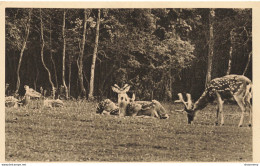 CPA Parc Zoologique De Clères-Cerfs Pseudaxis     L2455 - Clères