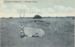 Ethiopia - Hunting In Abyssinia - Oryx Antelope - Publ. J. A. Michel  - Etiopia