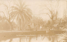 Australia - SYDNEY - Botanical Gardens - REAL PHOTO - Publ. Unknown  - Sydney