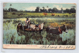 CUBA - El Pantano - Across The Swamp - Ed. Desconocido  - Cuba