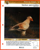 VAUTOUR PERCNOPTERE Oiseau Illustrée Documentée  Animaux Oiseaux Fiche Dépliante Animal - Animaux