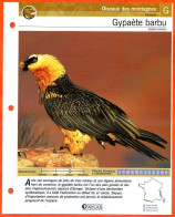 GYPAETE BARBU Oiseau Illustrée Documentée  Animaux Oiseaux Fiche Dépliante Animal - Animals
