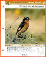 ROUGEQUEUE DE MOUSSIER Oiseau Illustrée Documentée  Animaux Oiseaux Fiche Dépliante Animal - Animaux