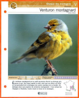 VENTURON MONTAGNARD Oiseau Illustrée Documentée  Animaux Oiseaux Fiche Dépliante Animal - Dieren