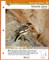 NIVEROLLE ALPINE Oiseau Illustrée Documentée  Animaux Oiseaux Fiche Dépliante Animal - Animali