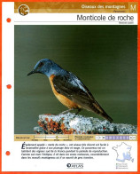 MONTICOLE DE ROCHE Oiseau Illustrée Documentée  Animaux Oiseaux Fiche Dépliante Animal - Animals