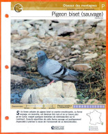 PIGEON BISET SAUVAGE Oiseau Illustrée Documentée  Animaux Oiseaux Fiche Dépliante Animal - Animaux