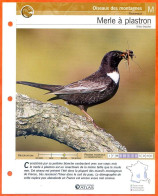 MERLE A PLASTRON Oiseau Illustrée Documentée  Animaux Oiseaux Fiche Dépliante Animal - Dieren