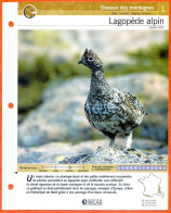 LAGOPEDE ALPIN Oiseau Illustrée Documentée  Animaux Oiseaux Fiche Dépliante Animal - Animaux