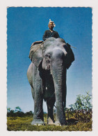 Cambodia Cambodge Traditional Cornac Elephant Rider Scene, Vintage Photo Postcard RPPc AK (67370) - Cambodia