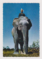 Cambodia Cambodge Traditional Cornac Elephant Rider Scene, Vintage Photo Postcard RPPc AK (67370) - Cambogia