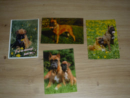 Vente En Lot De 4  Cartes Sur  CHIEN BOXER - Dogs