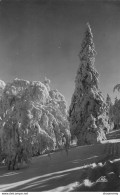 CPSM Hautes Vosges-La Schlucht-Effet De Neige     L2432 - Autres & Non Classés