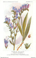 CPA Fleurs-Vipérine Vulgaire     L1434 - Blumen