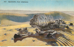 CPA Squelette D'un Chameau-659      L2090 - Non Classés