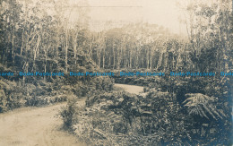 R031874 Old Postcard. Path In The Woods - Monde