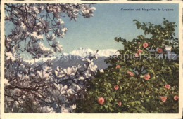 11665631 Locarno TI Camelien Und Magnolien  - Other & Unclassified