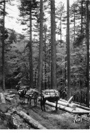 Forêt De VIZZAVONA - Cemin Des Ponts - Très Bon état - Andere & Zonder Classificatie