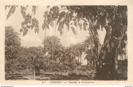 CPA Guinée-Conakry-Paysage à Camayenne      L1096 - Guinee