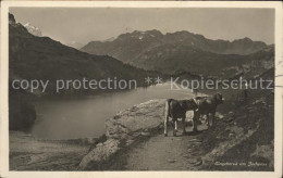 11662734 Jochpass Kuehe Am See Jochpass - Sonstige & Ohne Zuordnung