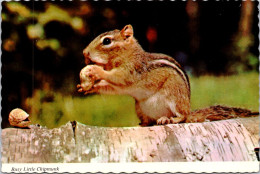 7-5-2024 (4 Z 21) Canada - Chipmunk - Sonstige & Ohne Zuordnung