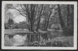 Germany.   Forest View.  Illustrated View Posted Postcard - Autres & Non Classés