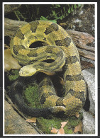Timber Rattlesnake, Unused - Other & Unclassified