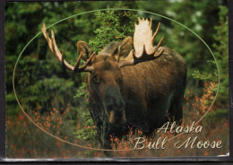 Alaska Bull Moose, Mailed In 1998 - Autres & Non Classés