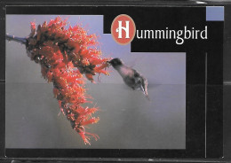 Desert Hummingbird, Unused. - Vögel