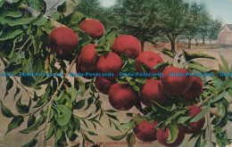 R034322 How Red Apples Grow In Oregon. 1976 - World