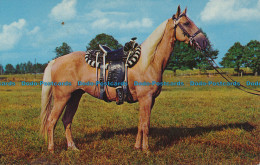 R035020 Old Postcard. Horse. Palomino. Mike Roberts - Wereld