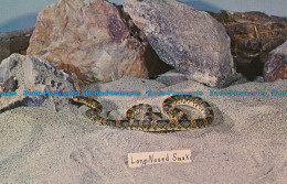 R035038 Long Nosed Snake - Wereld